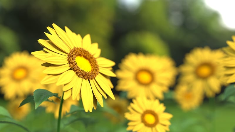 Solar Garden